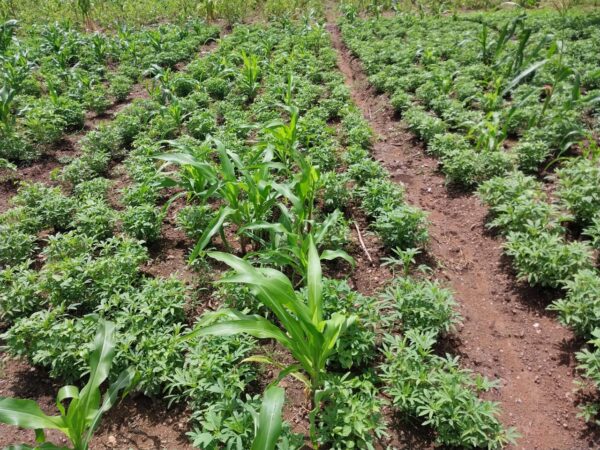 Crops thriving in the field as a result of organic applications