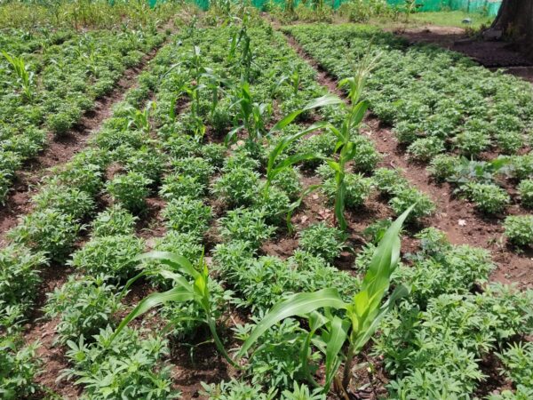 Production of assorted Vegratable and maize in Kunkua Agroforestry Site