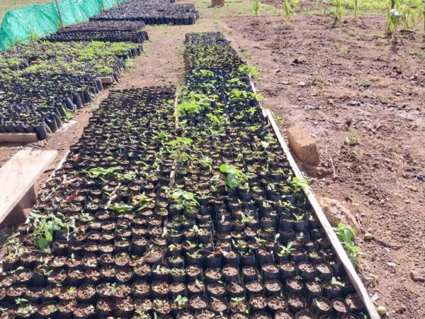 Seedlings in Kunkua nursery