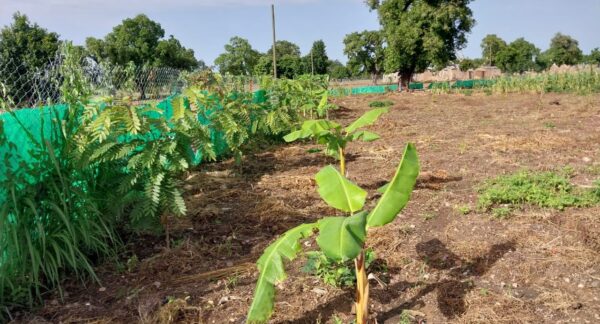 Agroforestry in Pitanga Site