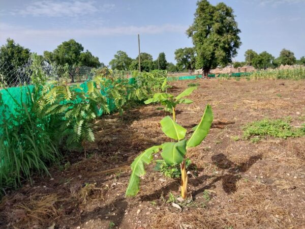 Agroforestry in Pitanga Site